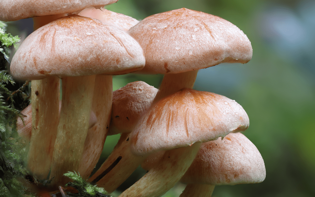 Mushrooms: Benefits Emerge from the Shade