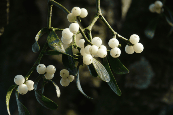 Mistletoe Therapy and Cancer: What is the evidence?